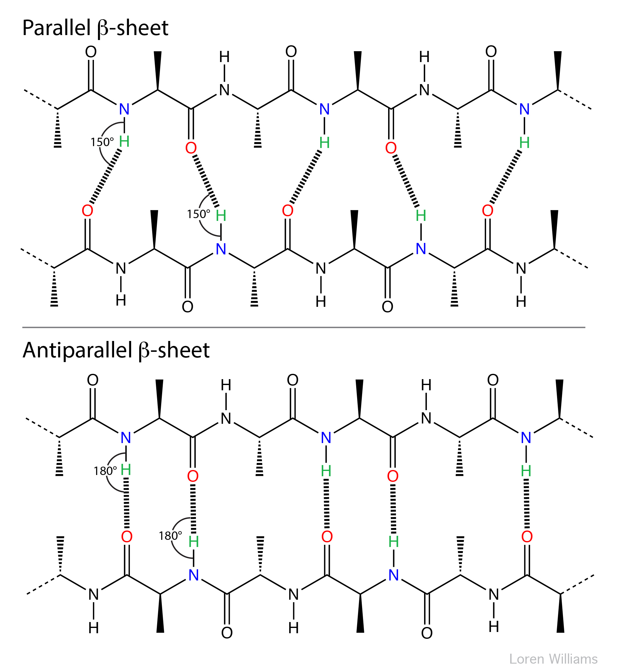 parallel and antiparallel beta-sheet